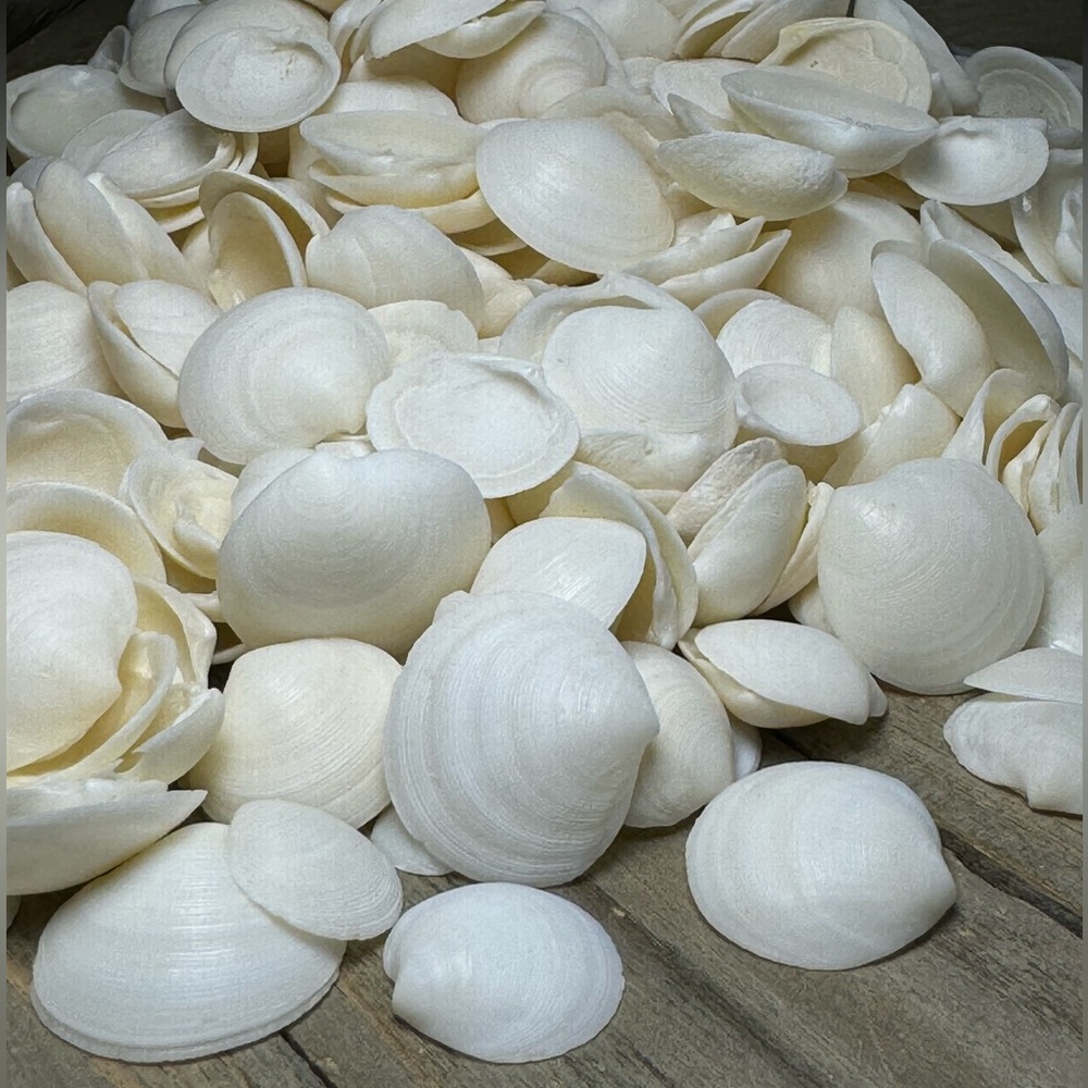 Florida Disk Lucine Dosinia Seashells Most White DIY CRAFTS ORNAMENTS BULK LOT